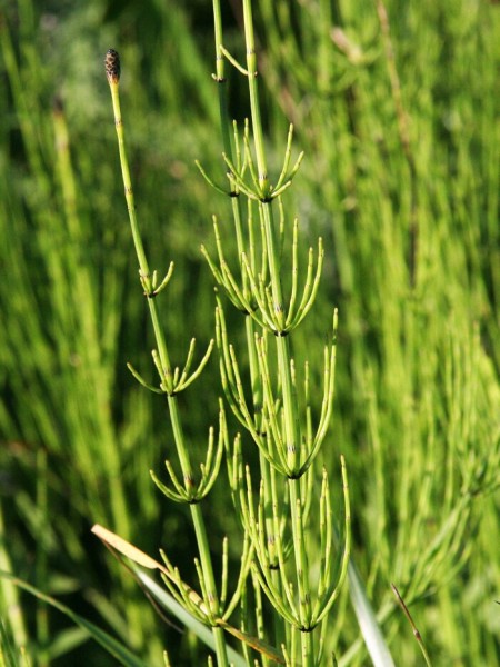 KST Bardejov PR Pod Beskydom